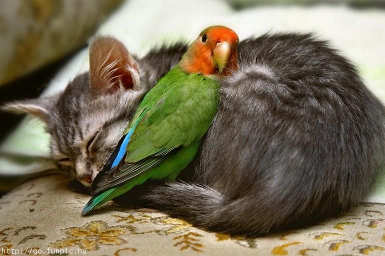 les chats!! - Page 2 Chaton10