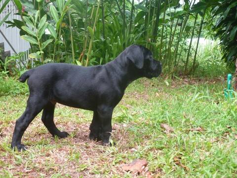 Croissance d'un Cane Corso