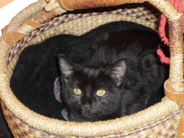 Dpt 48 - Dandy chaton noir de 3 mois, adopté !!!!  P1030410