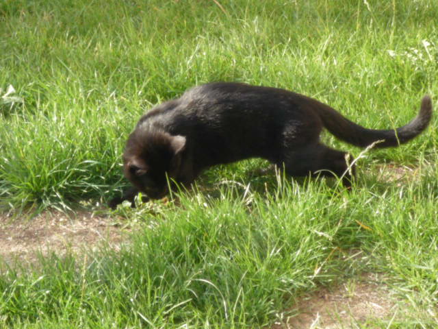 Dpt 48 - Dandy chaton noir de 3 mois, adopté !!!!  P1030411