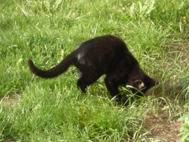 Dpt 48 - Dandy chaton noir de 3 mois, adopté !!!!  P1030412