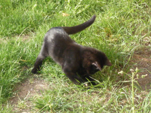 Dpt 48 - Dandy chaton noir de 3 mois, adopté !!!!  P1030413