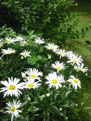 Leucanthemum maxima !!! Leucan10