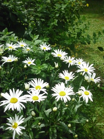 Leucanthemum maxima !!!  Leucan10