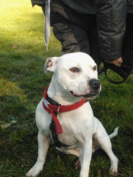 Female staffy found in Bolton! Lost_s10