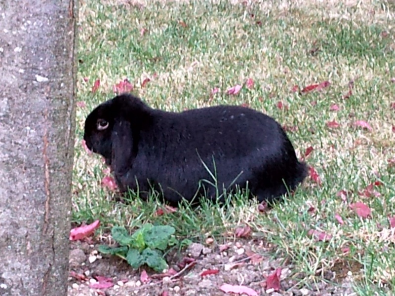 J'aime les animaux (ça manquait aux sujets !) - Page 2 Photo010