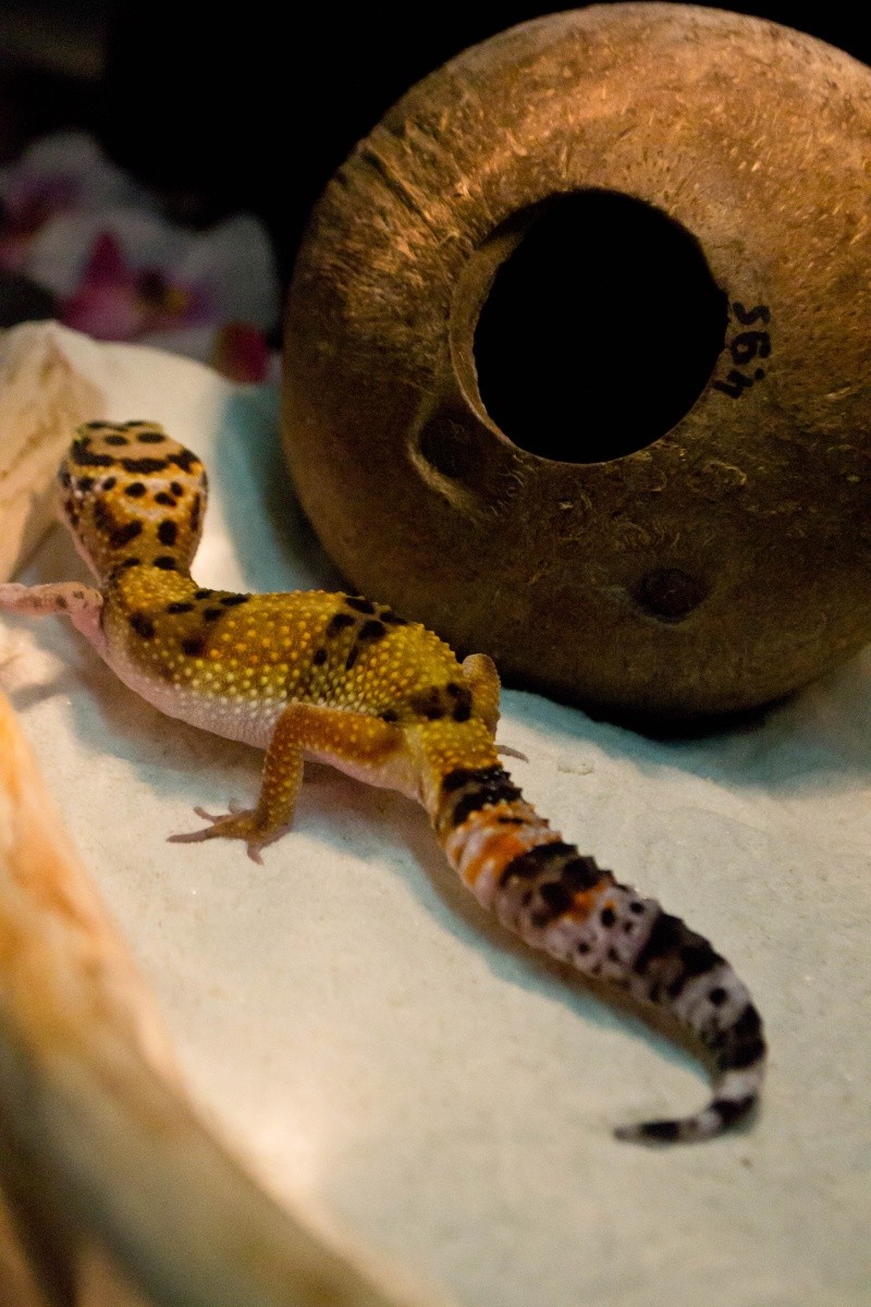 toothless ma geckotte 18102014