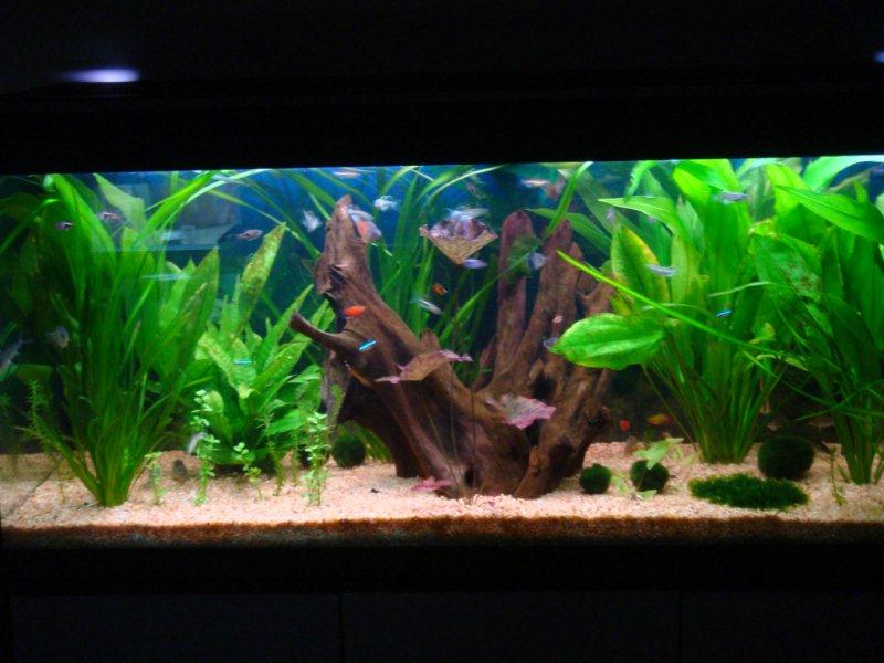 Mon 240 litres Fluval Dsc01913