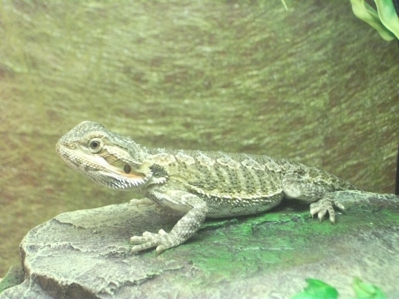 pogona de skycoocay Pogona11