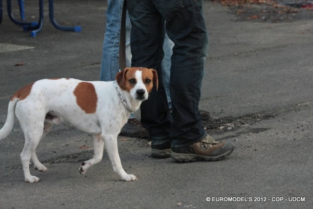 ELMO  croisé Beagle/Epagneul 3 ans  -  SPA DE CHATELLERAULT (86) maintenant ALDO adopté par rafa Img_7610