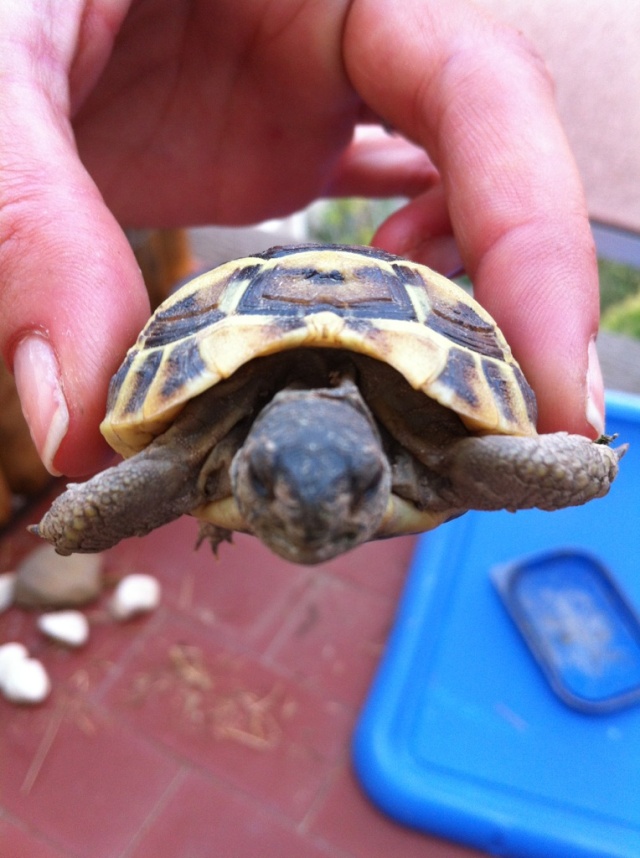identification d'une tortue Img_1110