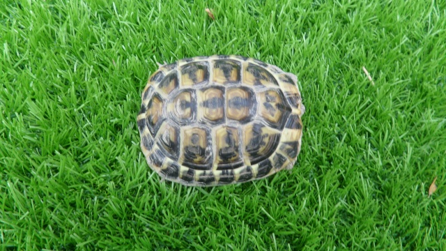 identification de mes tortues Sam_1035