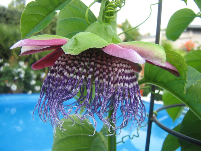 Passiflora - Passionsblume - kleine "Juwelen" - alles über Aussaat, Pflege, Vermehrung und natürlich Blütenbilder :) - Seite 3 00313