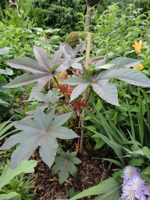 Begleitpflanzen der Kakteen in Haus und Garten - Seite 18 00711