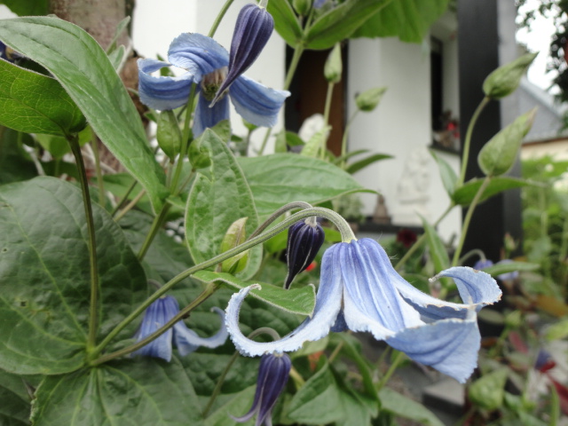 Begleitpflanzen der Kakteen in Haus und Garten - Seite 18 01011