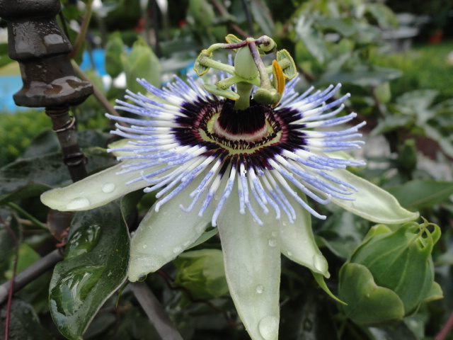 Passiflora - Passionsblume - kleine "Juwelen" - alles über Aussaat, Pflege, Vermehrung und natürlich Blütenbilder :) - Seite 4 P_clea10