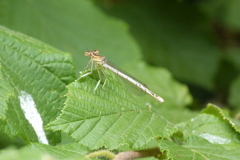 [Platycnemis latipes]Quelle est cette demoiselle ? P1080010