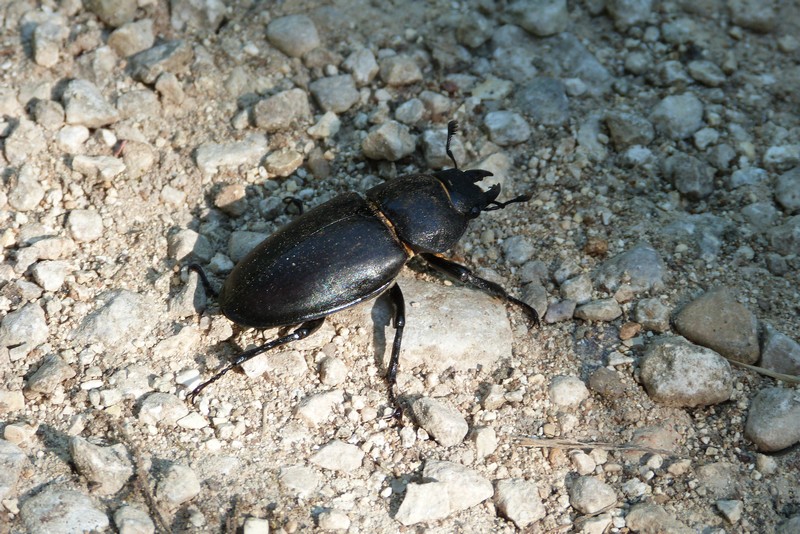 [Lucanus cervus] Lucane cerf volant femelle  P1080611