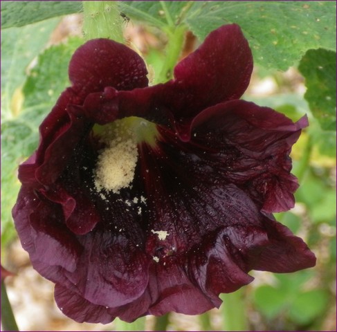 Les roses trémières (Alcea rosea) 13072012