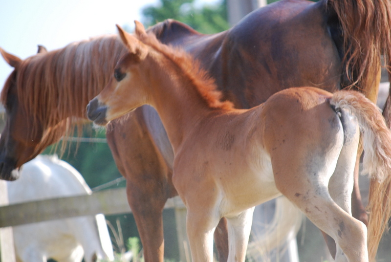 Sheyenne d'Alka x Cayenne T et Shanaz la Soledad Dsc_0024