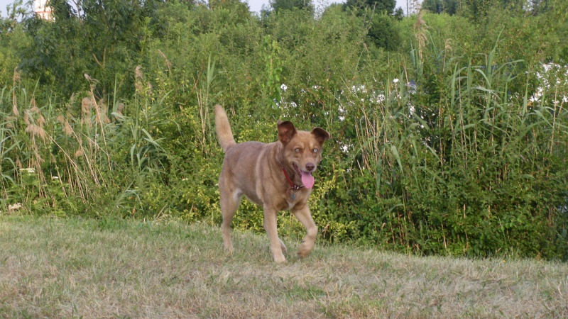 Gana refuge de Scooby "Adoptée" Sos levriers  - Page 8 Imgp4532