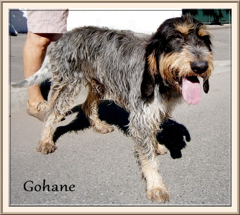 GOHANE,superbe griffon bleu de gascogne, 2ans, ref des bérauds, romans (26) Gohane11