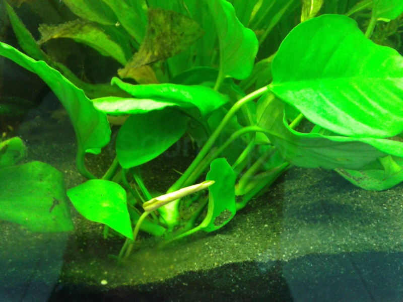 anubias barteri 2013-012