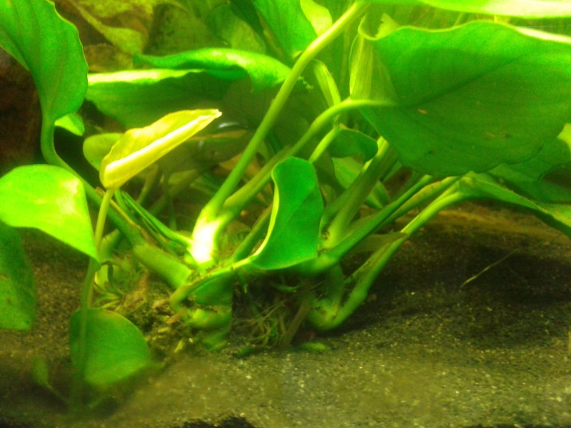 anubias barteri 2013-013