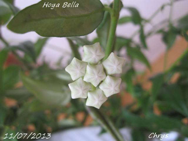 Hoya bella Img_0616