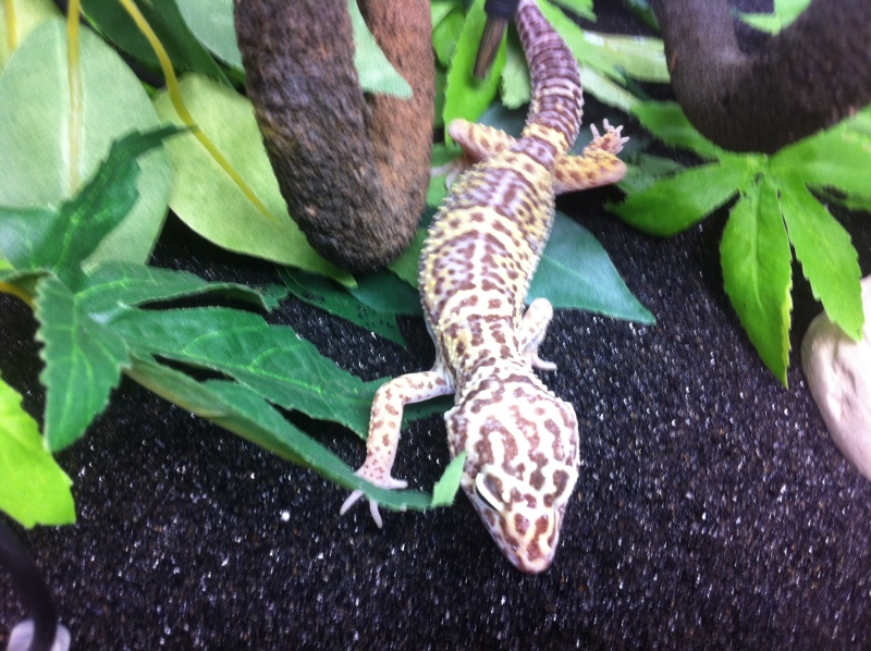 mes gecko Img_0723