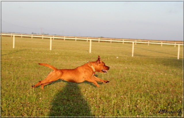 Staffies running shots - Page 2 811
