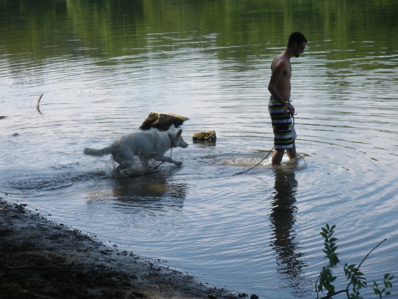 chiens et piscines Imgp4814