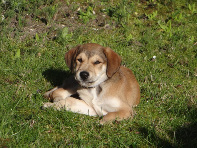 POPPY née le 01/01/2019 - F - Adoptée département 78 Poppy_11