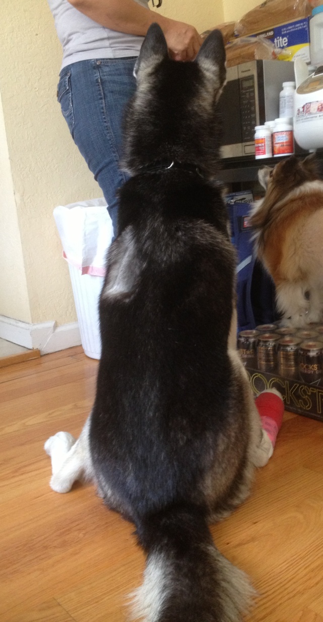 Does your husky sit like this?? - Page 2 Img_0319