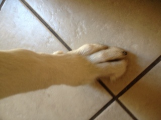 Anybody have a dog with missing toes? Img_0411
