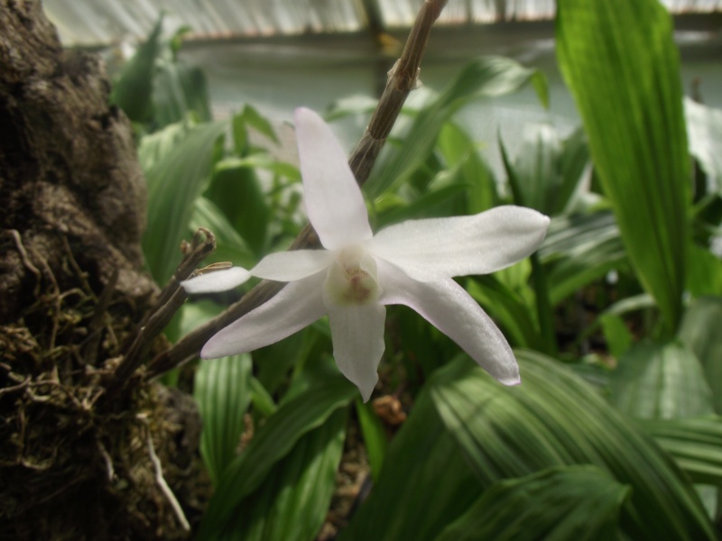 Dendrobium moniliforme Dscf3410