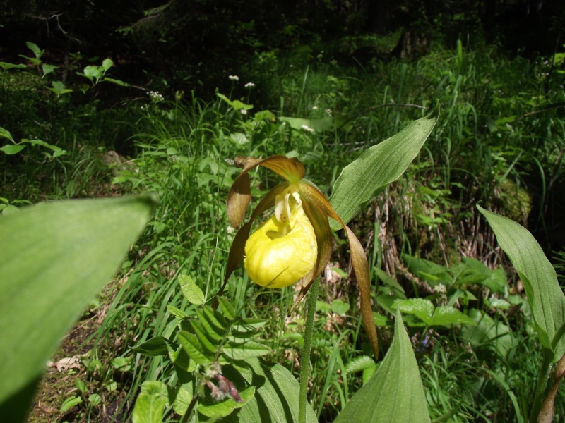 Récidive : Cypripedium en Haute-Savoie Dscf3423