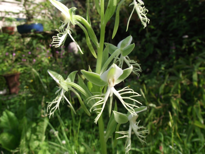 Habenaria davidii Dscf3450