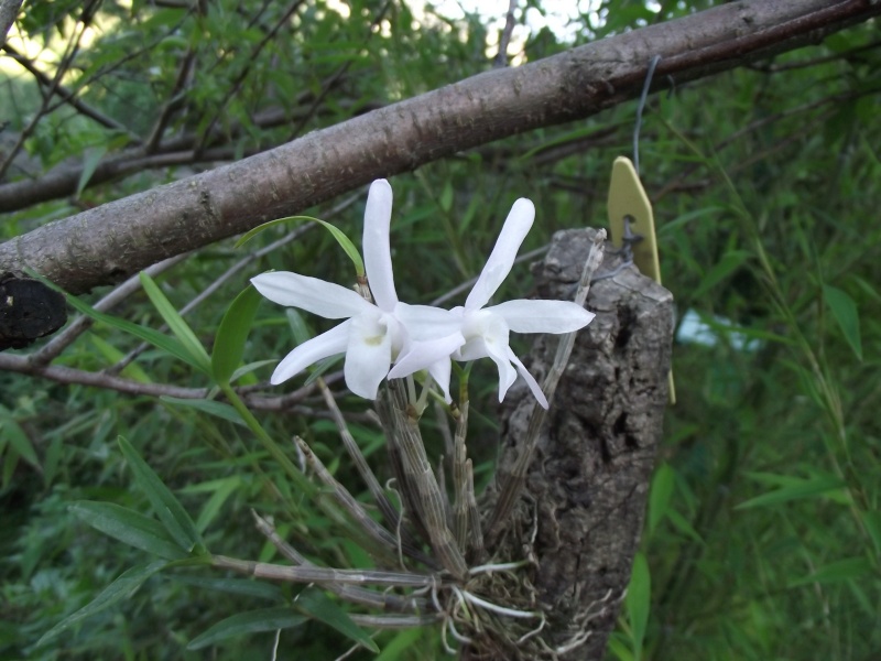 Dendrobium moniliforme Dscf3635