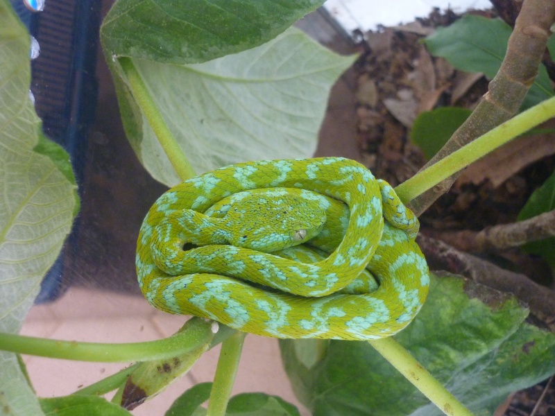 Guatemalan palm-pitviper, Bothriechis bicolor P1140911