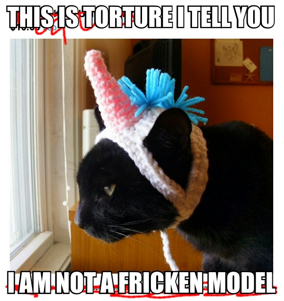 Model Cat Meme Img_2010