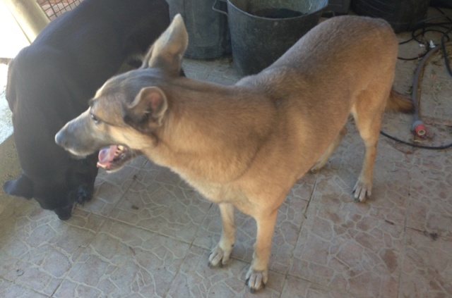 Dean, croisé malinois, en recherche d'une famille ou de parrains/marraines - Page 2 Photo_24