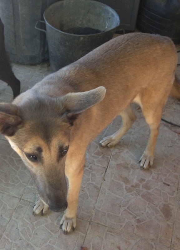 Dean, croisé malinois, en recherche d'une famille ou de parrains/marraines - Page 2 Photo_25