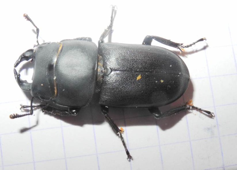 [Dorcus parallelipipedus] lucane dans charpente Ceruch10