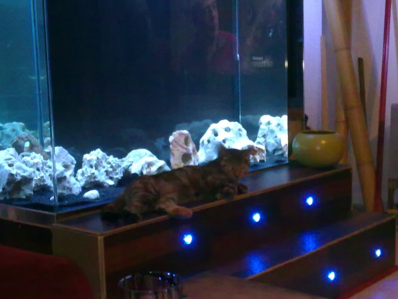  aquarium bar 550 litres  Nokia_11