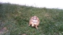 Je n'y connais rien.. j'ai trouvé une tortue dans mon jardin Image010
