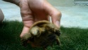 Je n'y connais rien.. j'ai trouvé une tortue dans mon jardin Image011
