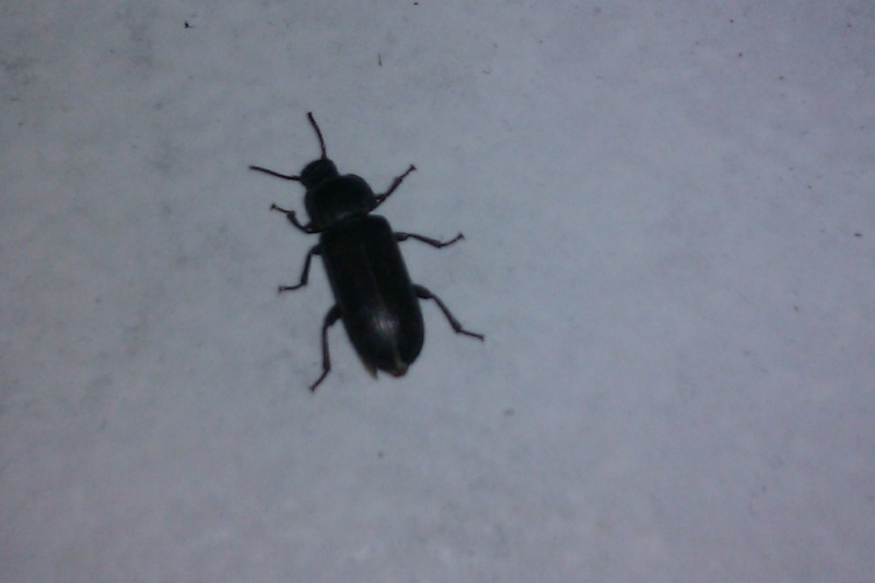 Quel est cette petite bestiole noire ? Apparue chez moi depuis 1 semaine Imag0211