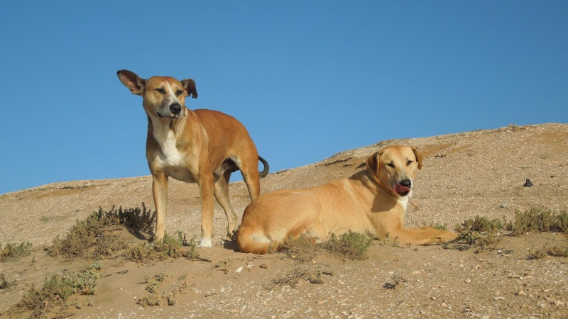 Nos autres animaux - Page 2 10791010