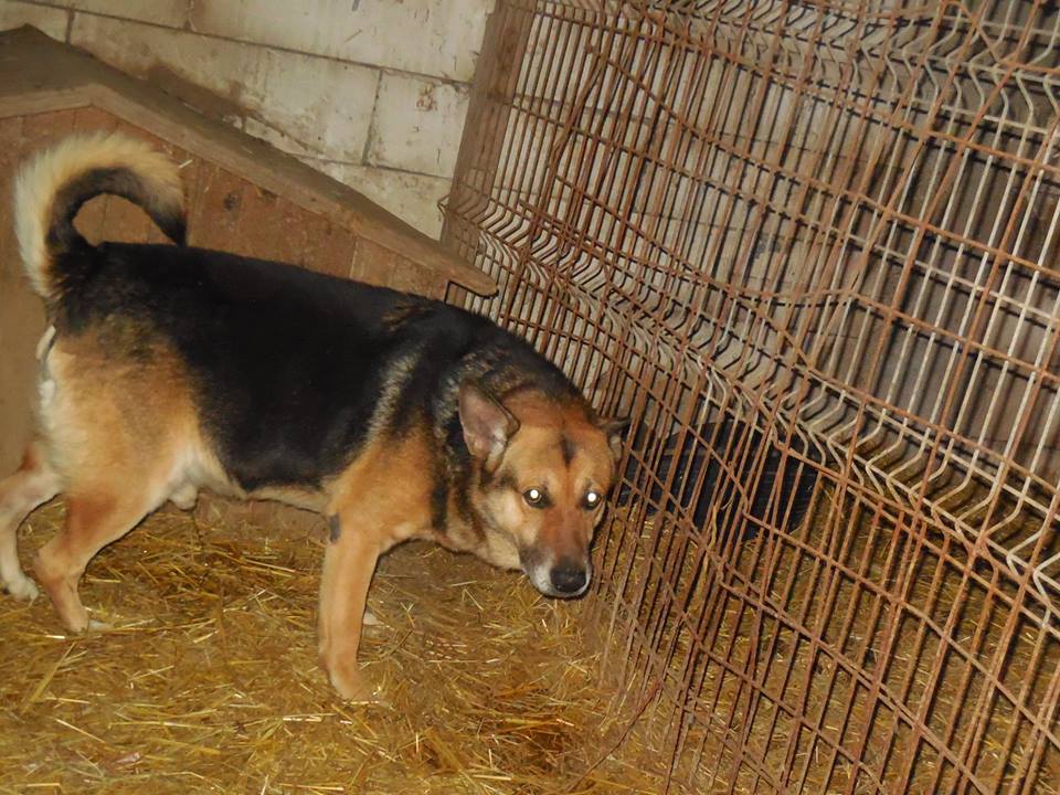 BAIATU - x berger allemand 9 ans - Asso Arche d'Eternité  - Lenuta  (Roumanie) 51630210